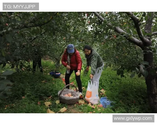 果园采摘之乐：体验自然美景与丰收的完美融合